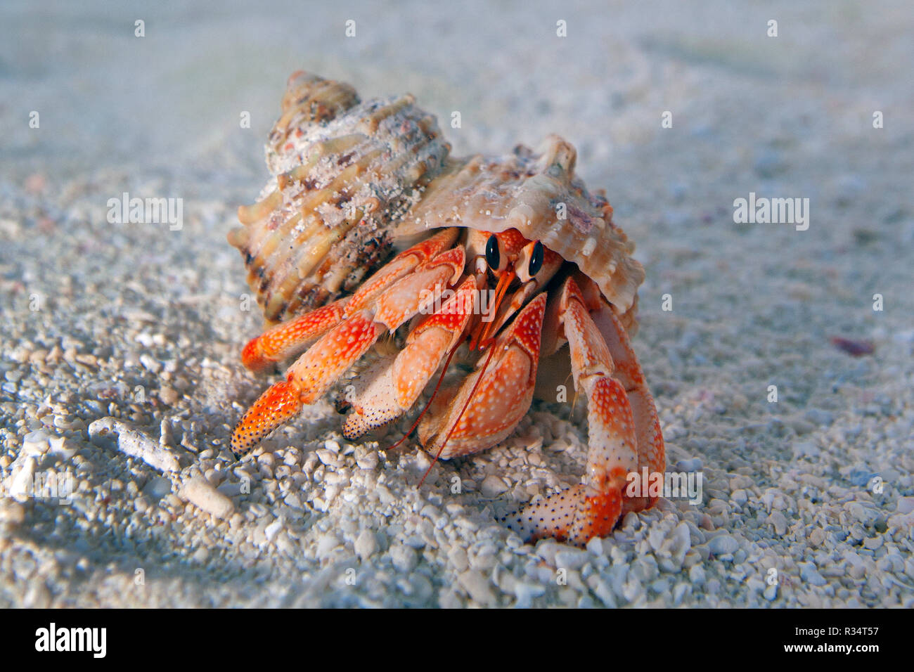 Land Hermit Crab oder Erdbeere Land Hermit Crab (Coenobita perlatus) am Strand, Ari Atoll, Malediven Stockfoto