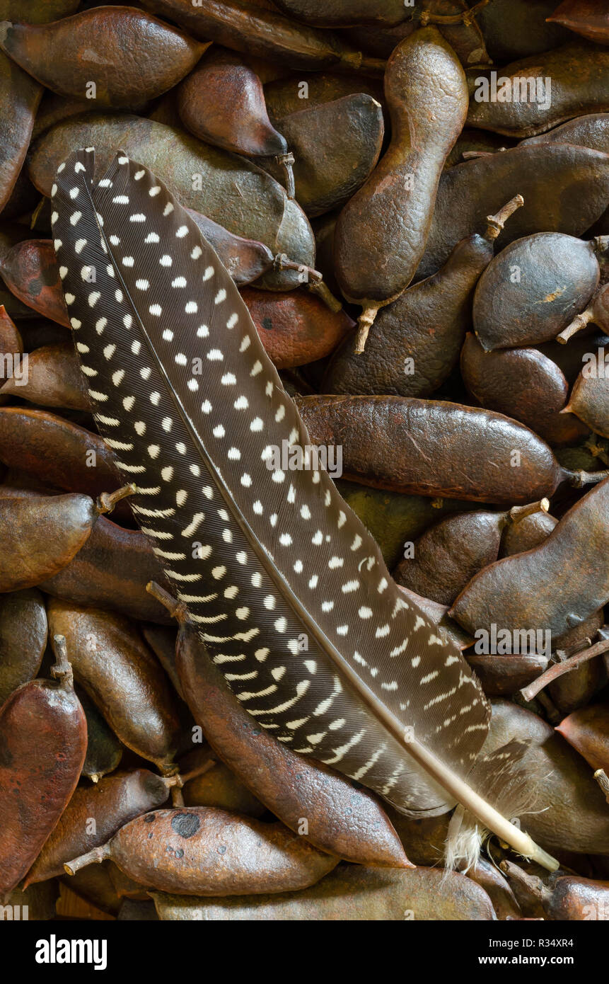 Eine guineafowl Feather liegen auf einige Samenkapseln zu einem attraktiven im afrikanischen Stil noch leben. Stockfoto