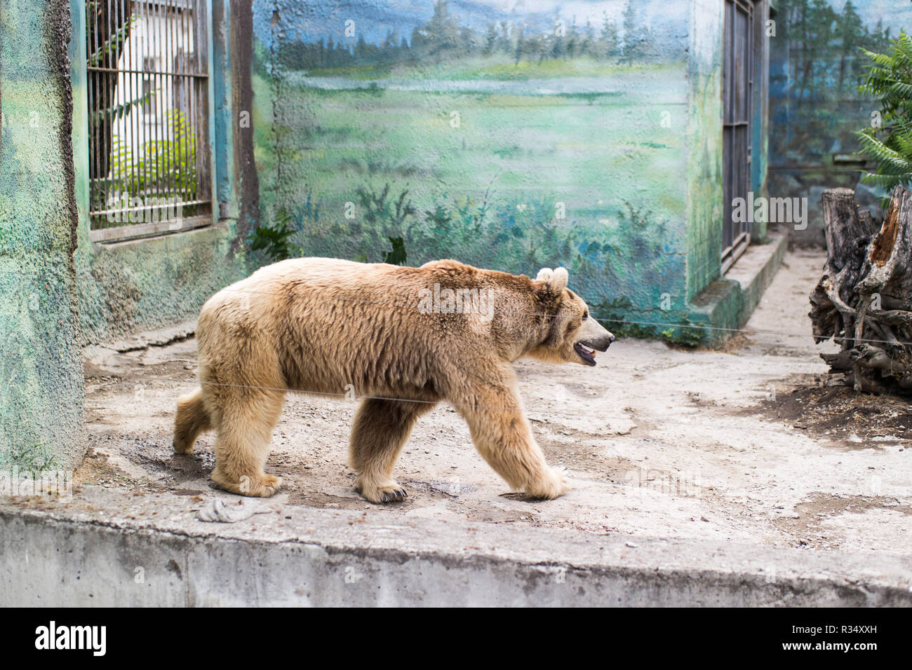 Brauner Bär geht in seiner Residenz am Zoo Stockfoto