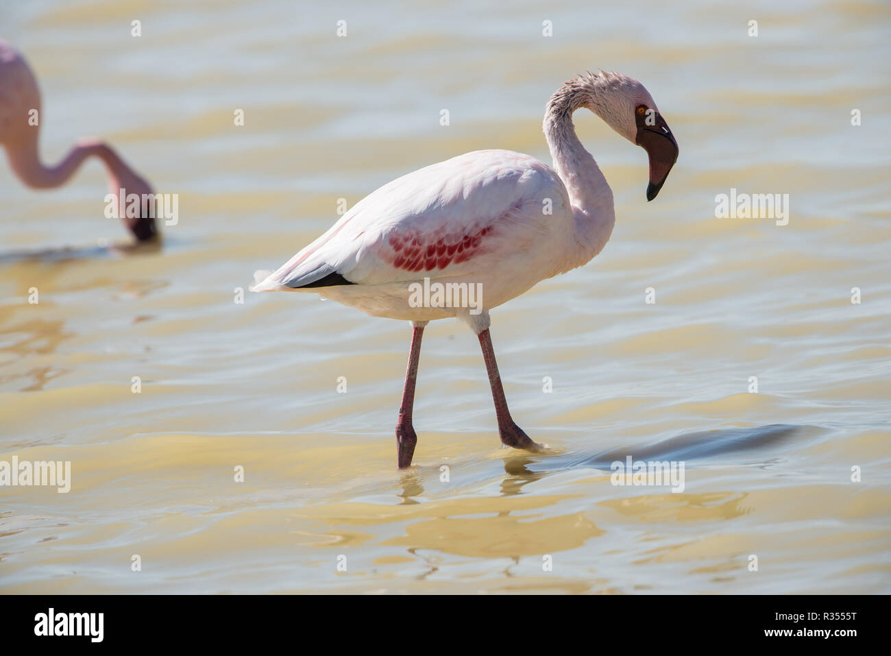 Mehr Flamingo in der Etosha Pfanne Stockfoto