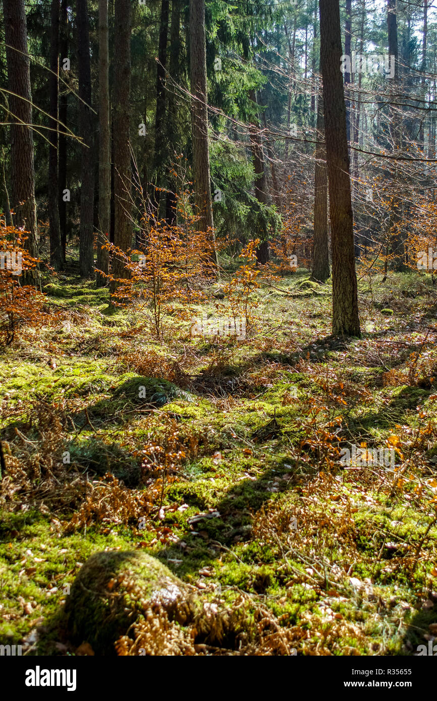 Schönen Wald in der goldenen Sonne in Poratz Uckermark Brandenburg Deutschland Stockfoto