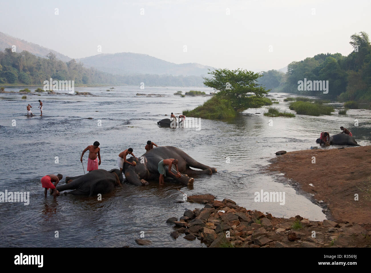 Elefanten baden in Periyar Fluss, Stockfoto