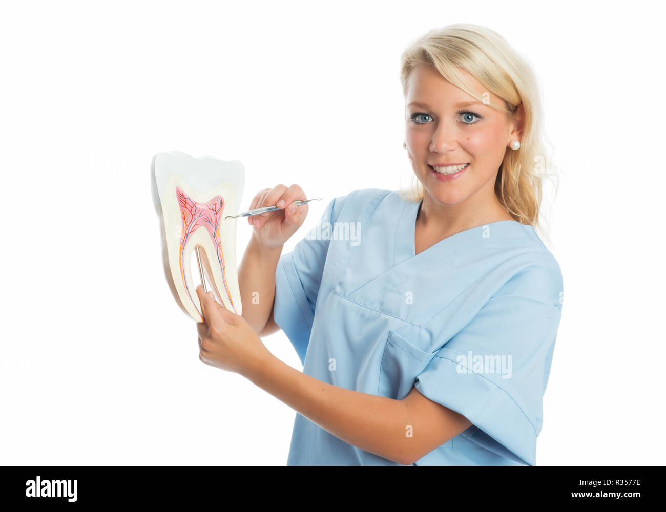 Zahnarzt erklärt Zahn Stockfoto