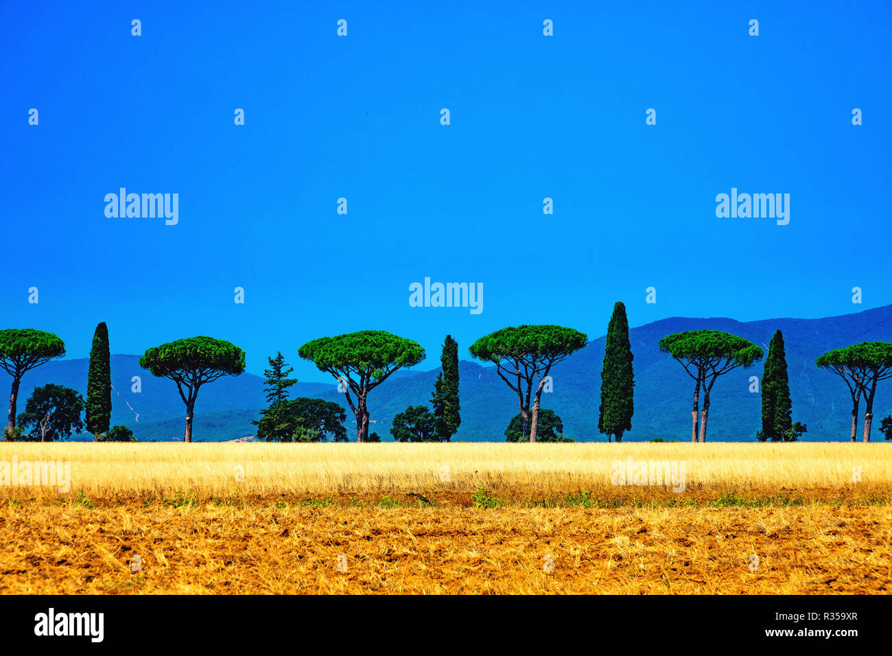 Vue d'une Allée de Pin et de cyprés, Toscane, Italie/Ansicht eines mit Pinien und Zypressen Allee, Toskana, Italien Stockfoto