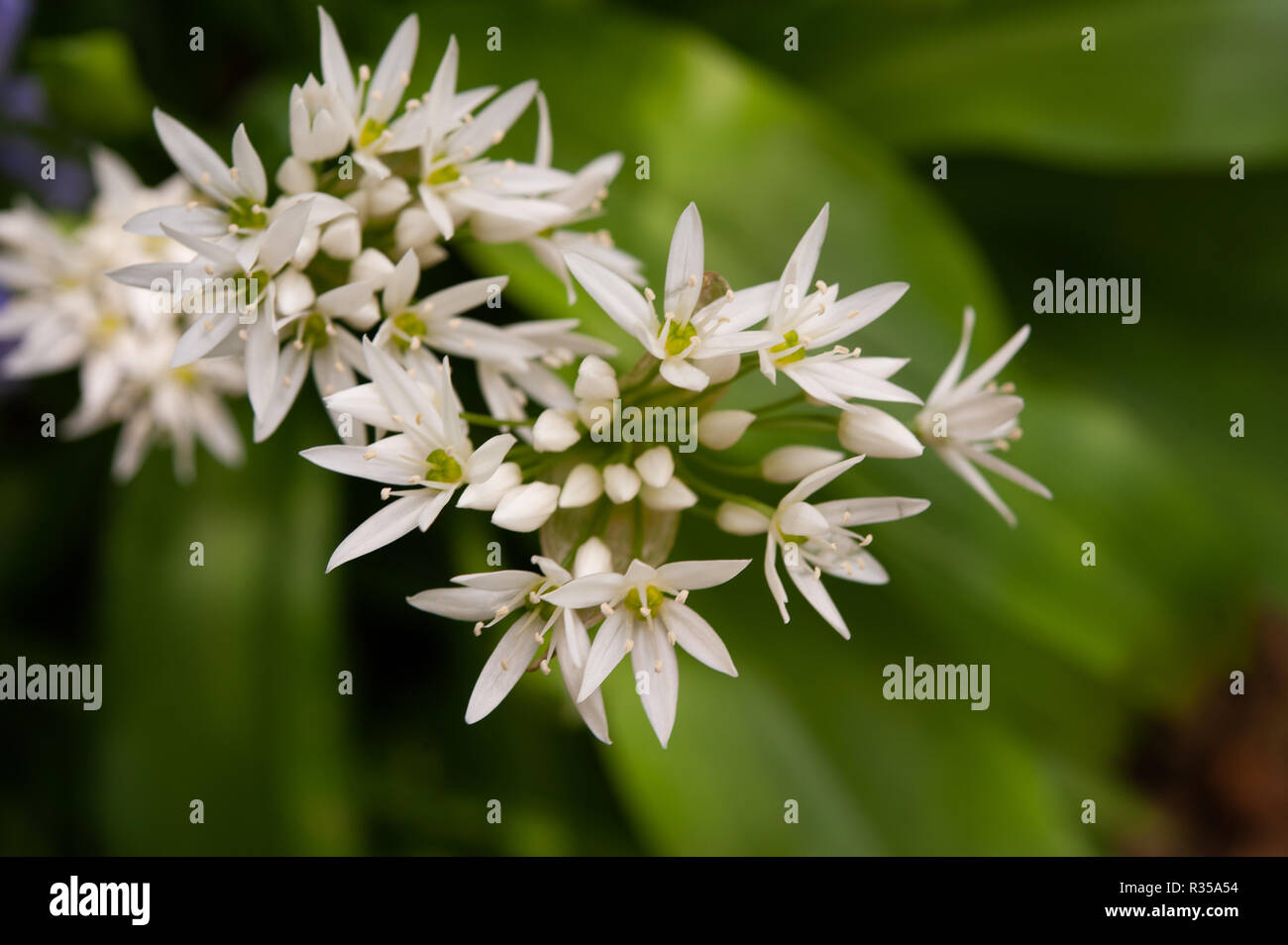Wilder Knoblauch sternförmigen weißen Blüten mit gelbem Zentrum gegen helles grün Blatt Hintergrund im Frühjahr in Broughton, Oxfordshire. Stockfoto