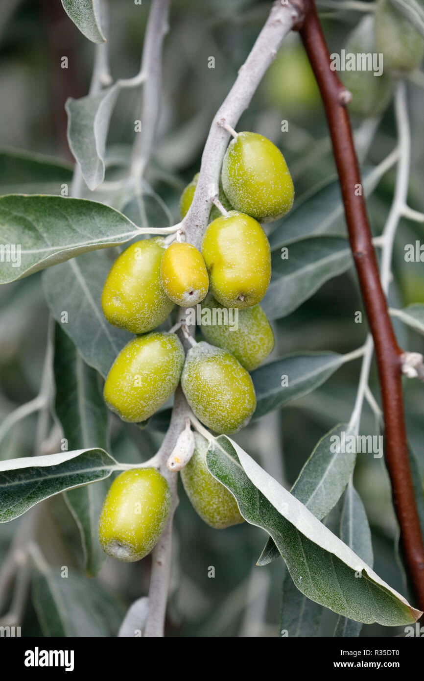 Zweig mit unreife Früchte der Elaeagnus, silverberry, oleaster Stockfoto