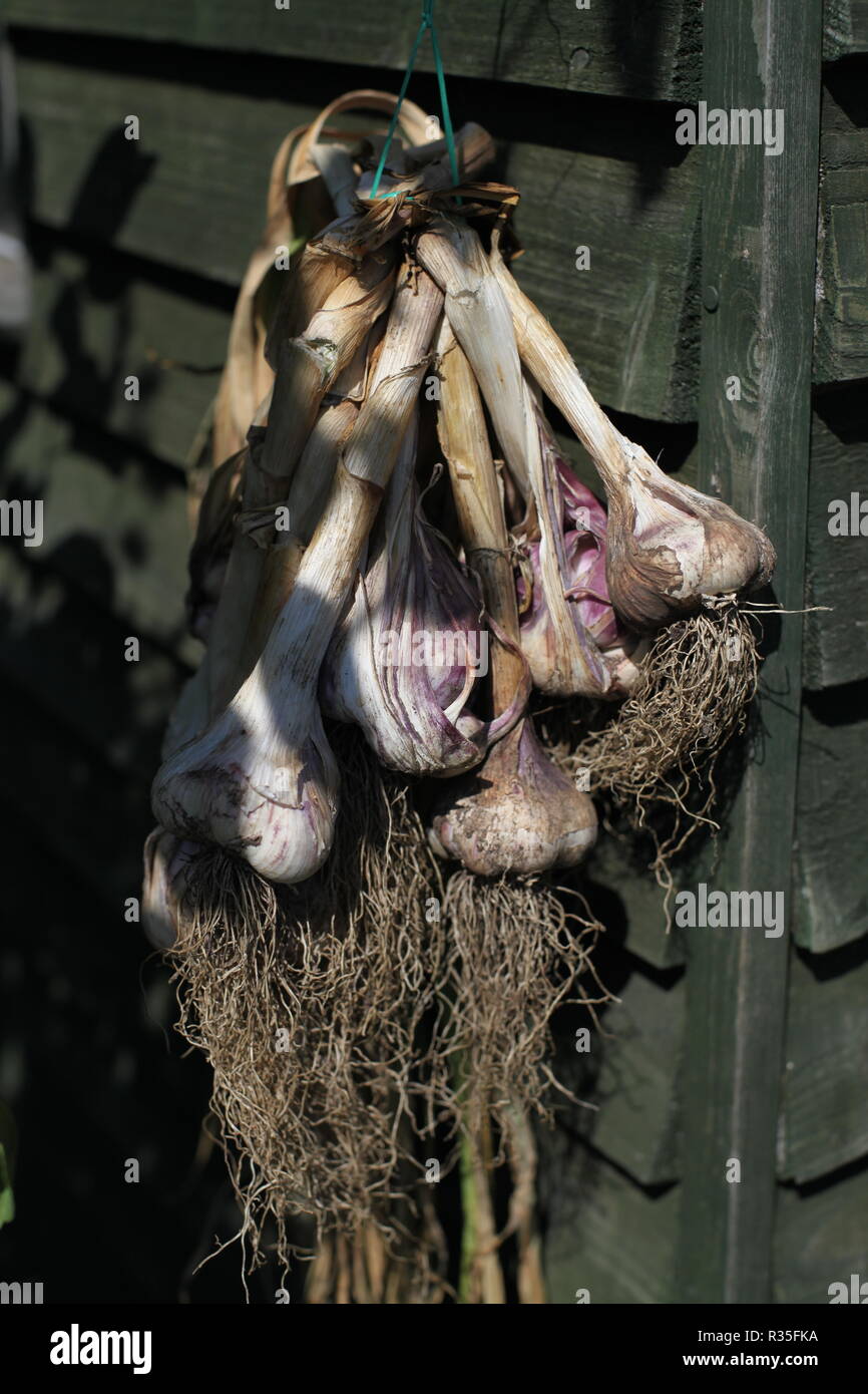 Knoblauch Zwiebeln hängend trocknen Stockfoto