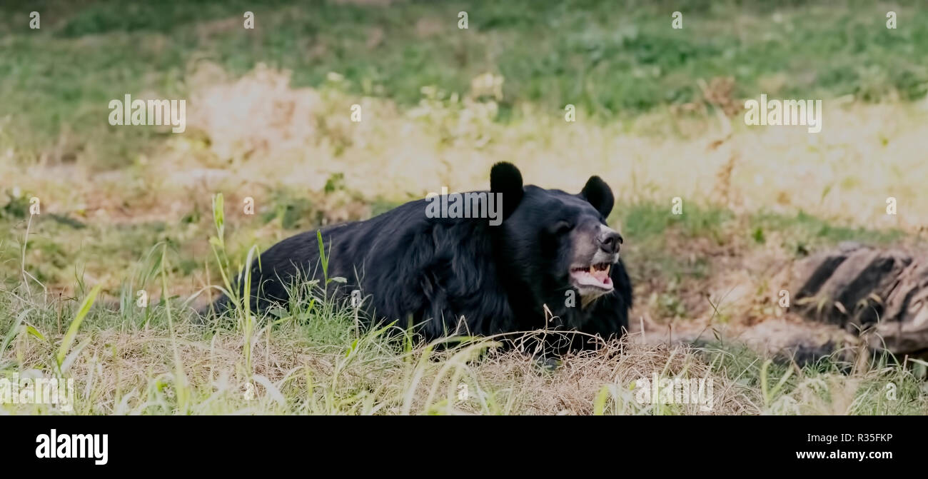 Himalayan Black Bear, gefunden, Ruhe in offenen, Neu Delhi, Zoo, National Capital Region, Indien. Stockfoto