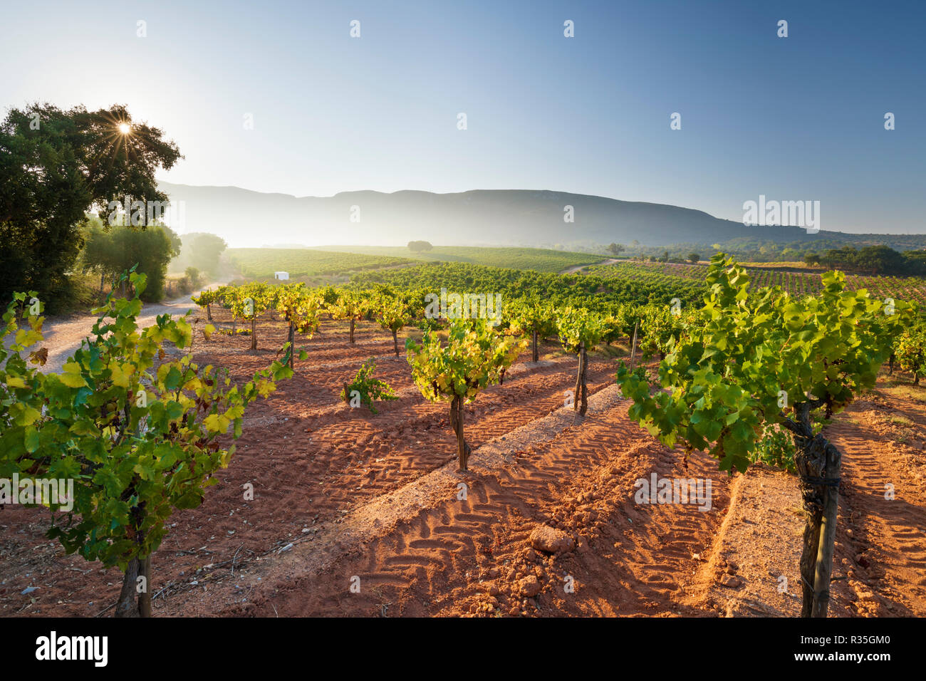 Weinberg mit Bergen in Misty early morning sun in der Nähe der Stadt Azeitao, Parque Natural da Arrábida, Setubal, Lissabon, Portugal, Europa Stockfoto