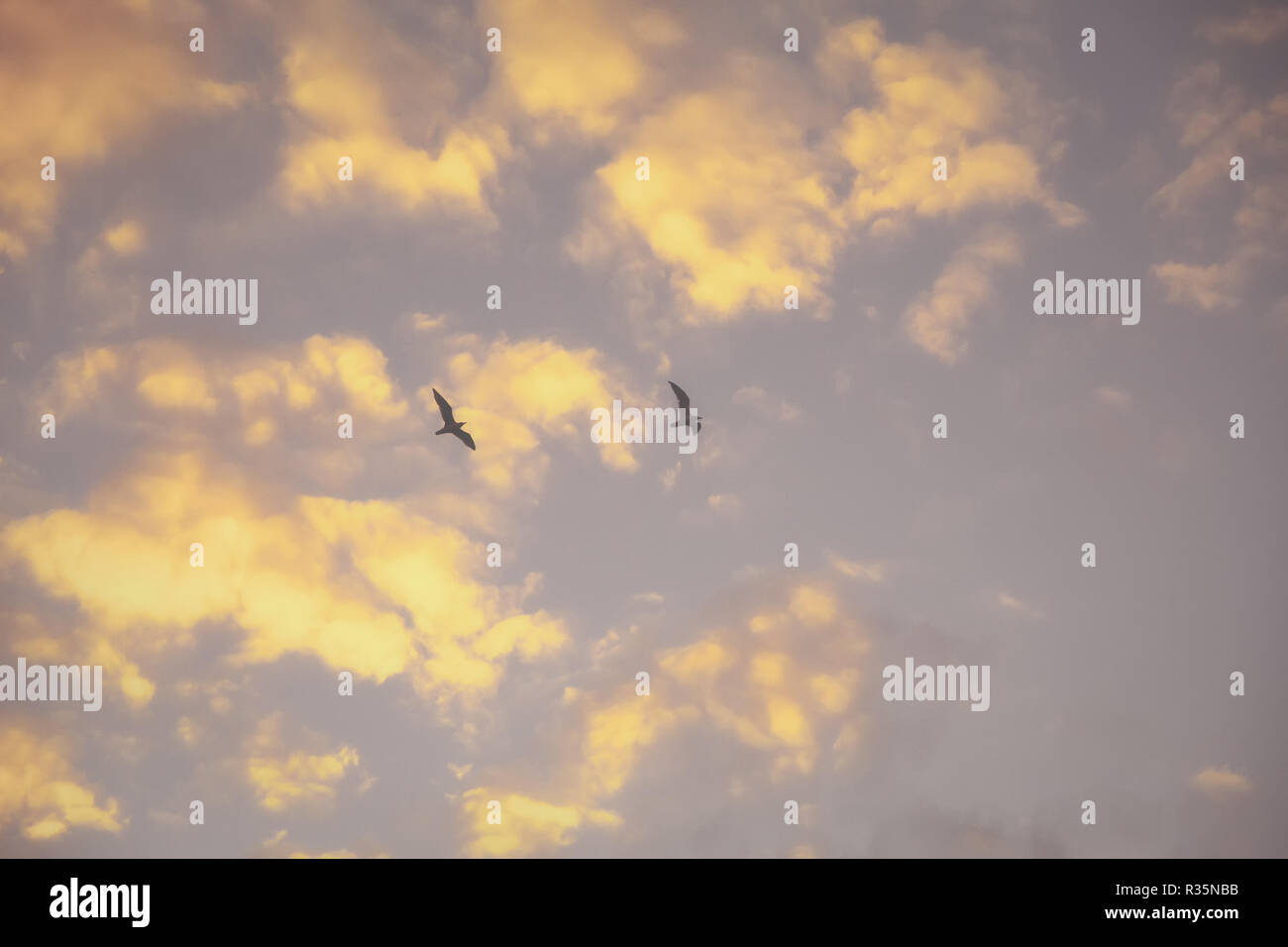 Zwei Möwen fliegen vor dem Hintergrund der Wolken von den Strahlen der Abendsonne beleuchtet. Nebel, schwaches Bild für die Verwendung als Hintergrundbild Stockfoto
