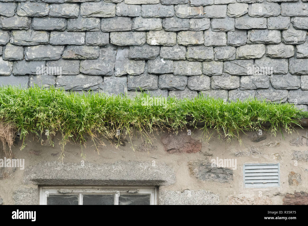Gras wachsen in der Regenrinne aufgrund mangelnder Wartung - Schottland, Großbritannien Stockfoto