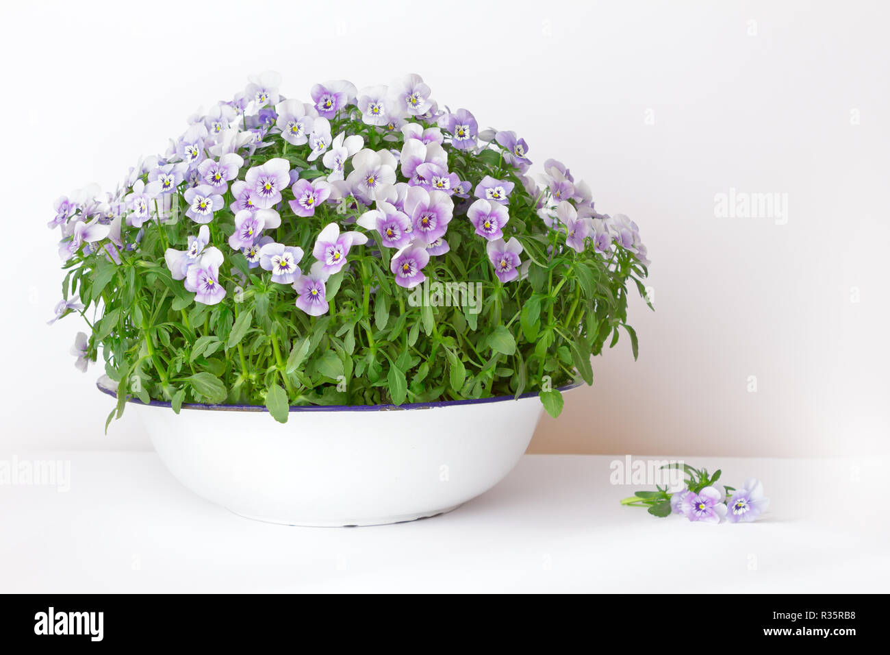 Stiefmütterchen Blumen in den Farben lila, Violett und Blau in einem vintage Waschbecken oder Schüssel auf weißem Hintergrund, kopieren oder Text Platz Stockfoto