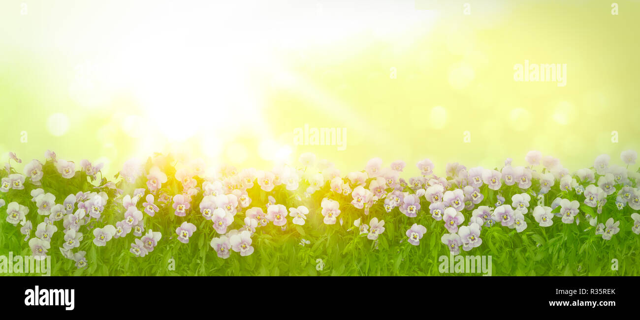 Grenze von stiefmütterchen Pflanzen mit Blumen in den Farben violett, lila und blau an einem sonnigen Frühlingsmorgen, Panorama Format, kopieren Raum Stockfoto