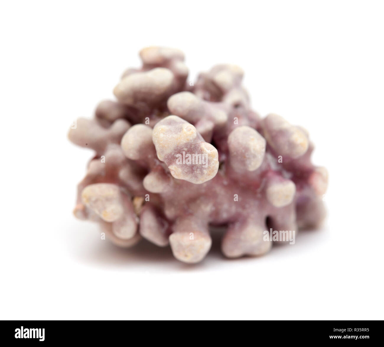 Rhodolith, unattached crustose Marine rote Algen, Korallen ähneln, die auf El Confital Strand gefunden am Rande von Las Palmas de Gran Canaria, isoliert Stockfoto