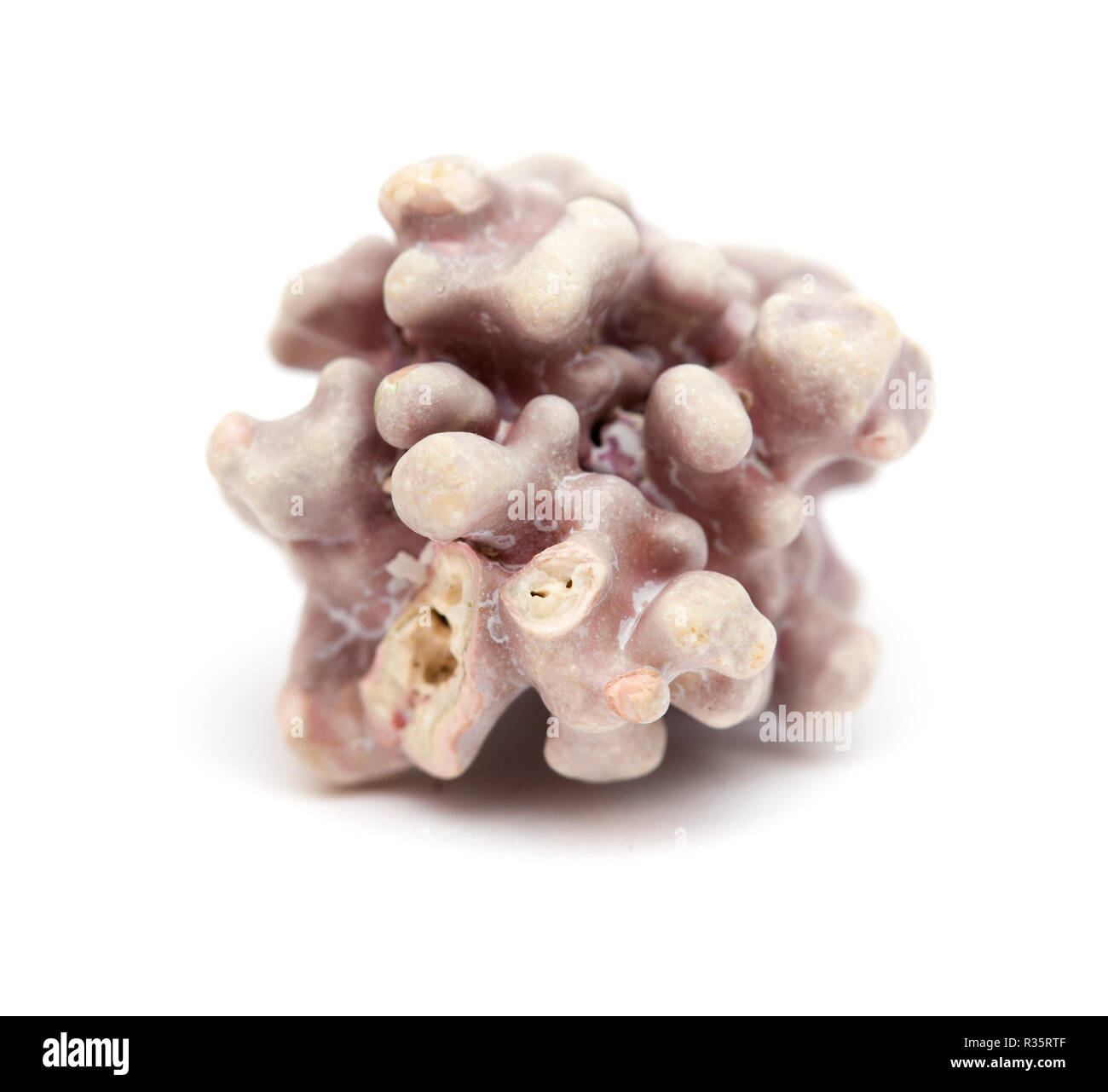 Rhodolith, unattached crustose Marine rote Algen, Korallen ähneln, die auf El Confital Strand gefunden am Rande von Las Palmas de Gran Canaria, isoliert Stockfoto