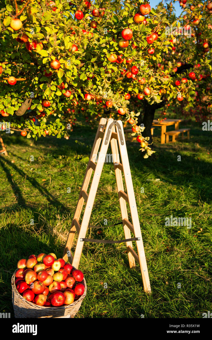 Apple Garten Natur Hintergrund sonniger Herbsttag. Gartenarbeit und Ernte.  Herbst apple ernten Ernte im Garten. Apfelbaum mit Früchten auf Zweige und  Leiter für die Ernte. Apfelernte Konzept Stockfotografie - Alamy