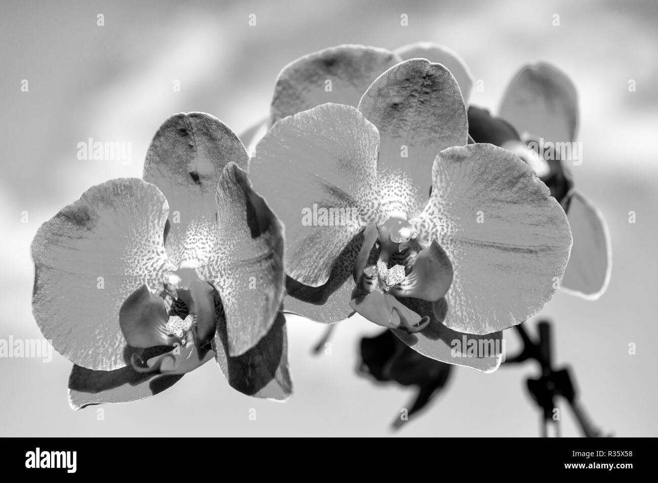 Blühende Orchidee mit rosa Blütenblätter auf sonnigen Tag. Mit frischen Blumen blühen auf blauen Himmel. Schönheit der Natur. Sommer oder Frühling. Fragranc und frische Konzept. Stockfoto