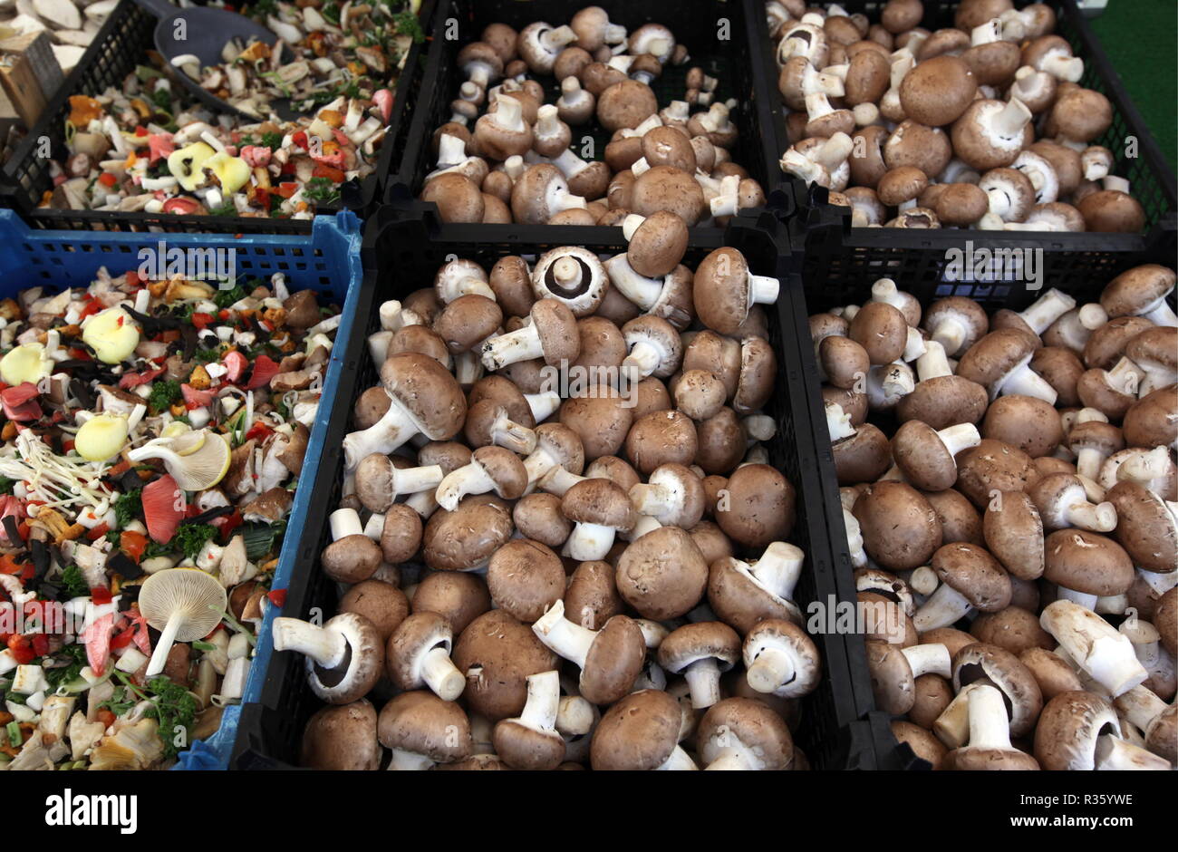 Europa Deutschland Schwarzwald Stockfoto