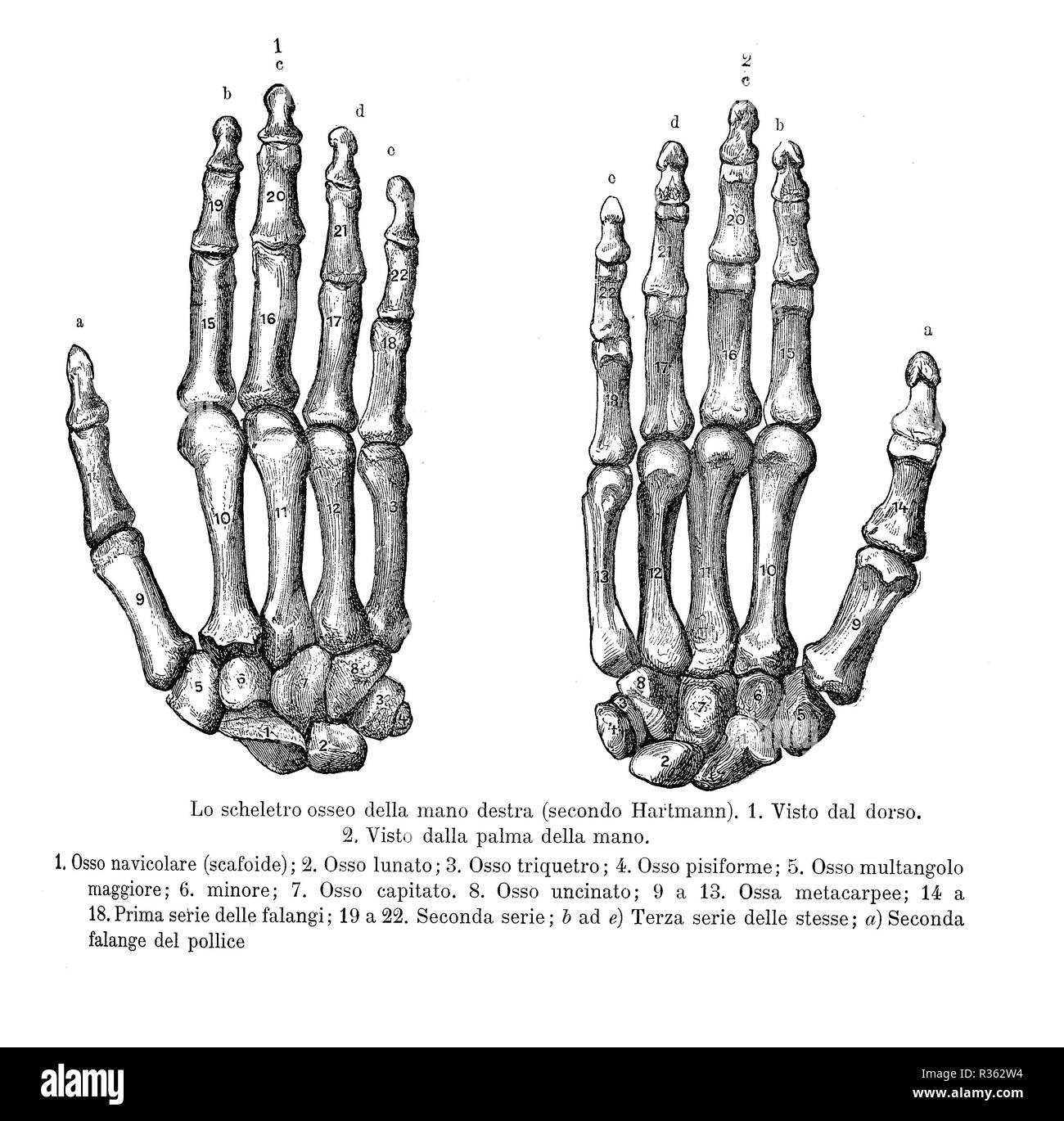 Vintage Abbildung: Anatomie, rechte Hand Knochen-, Rücken- und Palm View mit Italienischen anatomischen Beschreibungen Stockfoto
