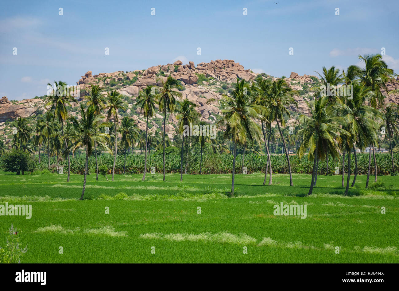 Reisfelder inmitten Haufen Geröll an Anegundi, Karnataka, Indien. Stockfoto