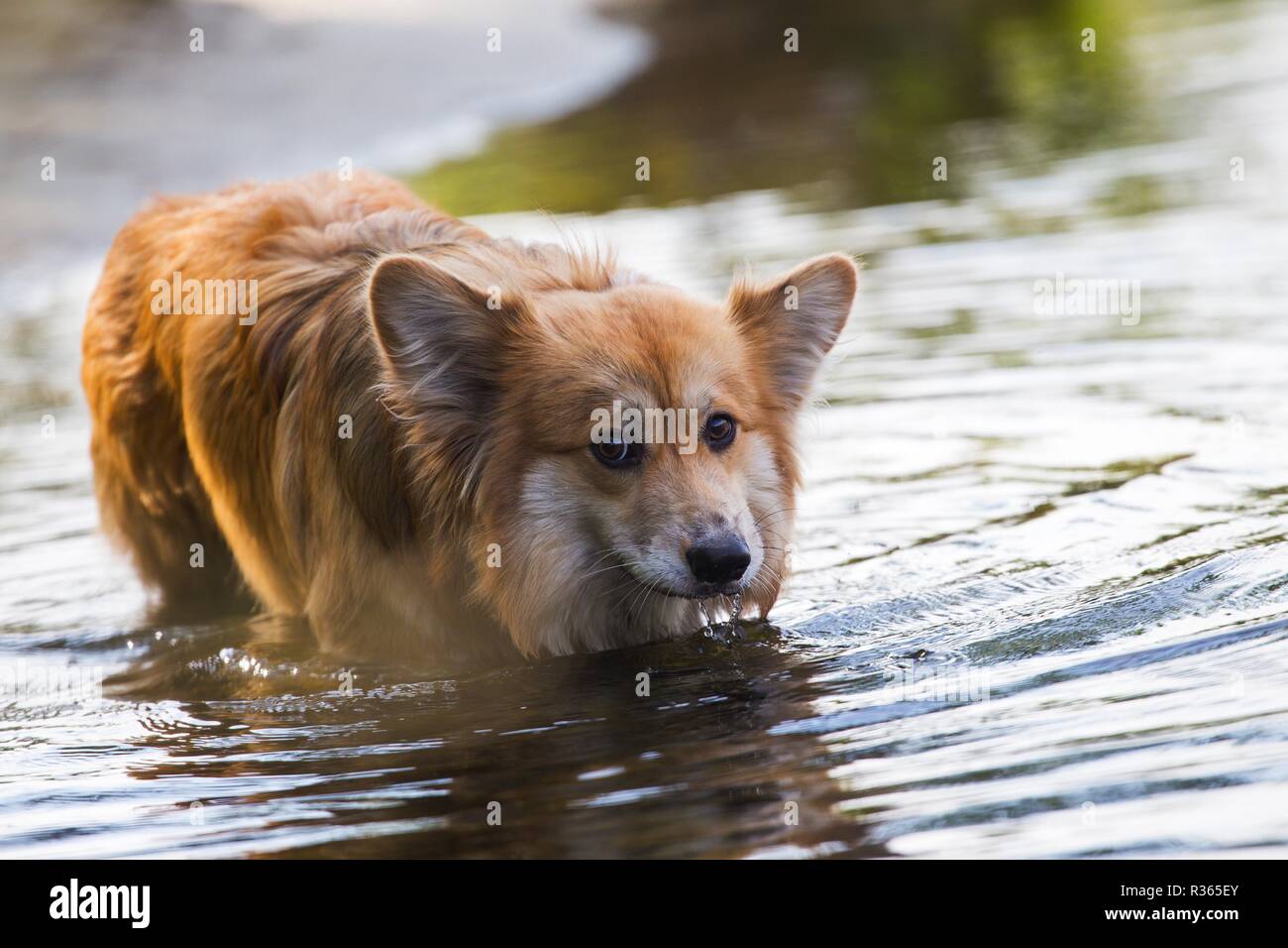 Schöne corgi flauschige Nahaufnahme Portrait an der Outdoor. Sommer Stockfoto