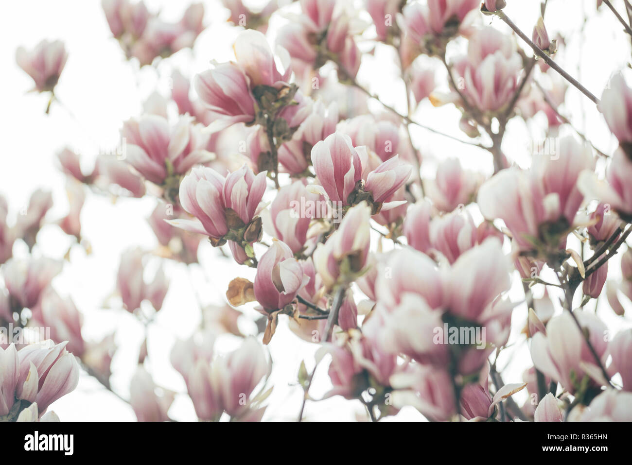 Schönen Magnolienbaum im Frühling. Stockfoto