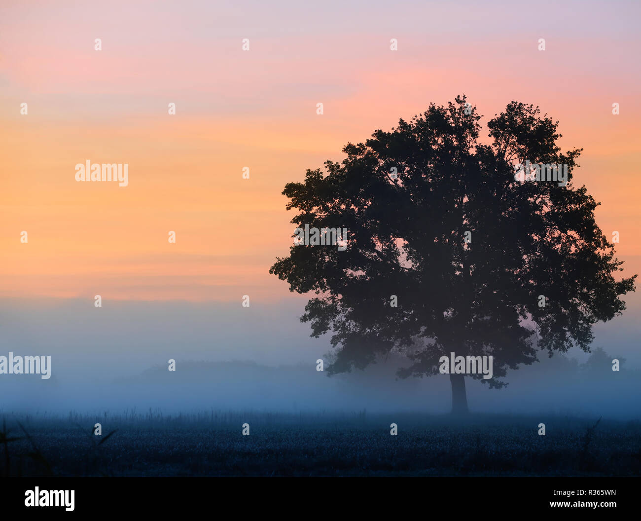 Eine einsame Eiche steht im Nebel Stockfoto