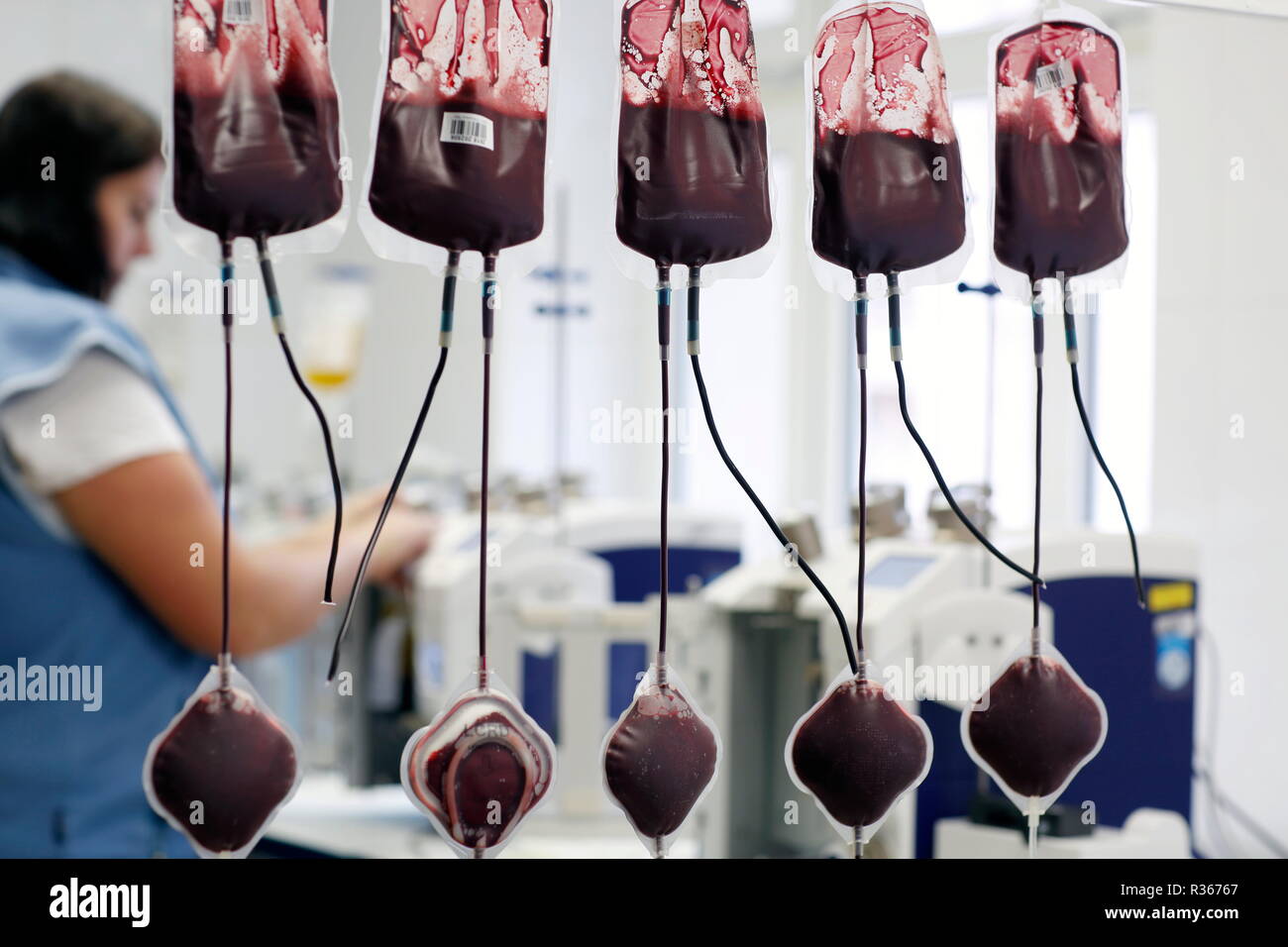 Blutbeutel in Bluttransfusion Zentrum von Karlovy Vary (Karlsbad), Tschechische Republik Stockfoto