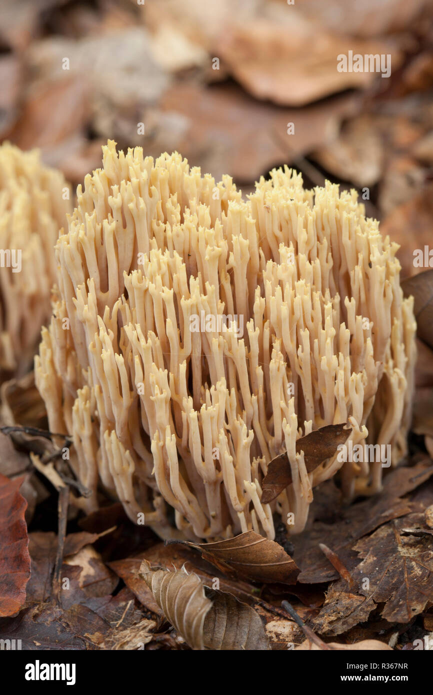 Aufrechte Coral Pilze, Ramaria stricta, wachsende unter Blattsänfte und Totholz im Spätherbst in gemischten Laub- und Nadelholz Wald 2014. Neue Fo Stockfoto