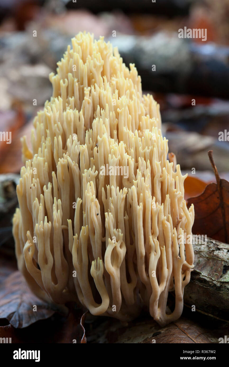 Aufrechte Coral Pilze, Ramaria stricta, wachsende unter Blattsänfte und Totholz im Spätherbst in gemischten Laub- und Nadelholz Wald 2014. Neue Fo Stockfoto