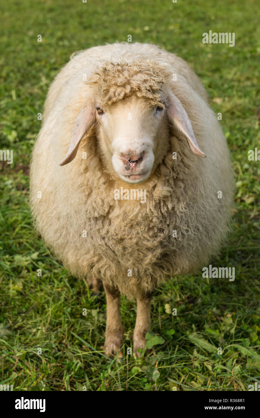 Schafe auf einer grünen Wiese Stockfoto