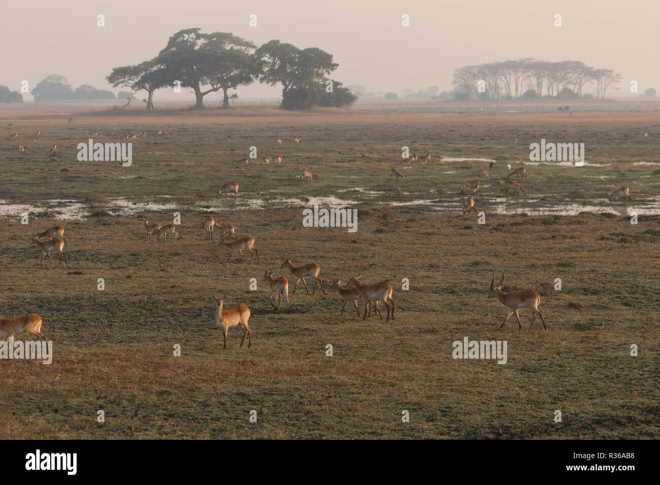 Busanga Plains Kafue Wildlife Safari Sambia Afrika Stockfoto