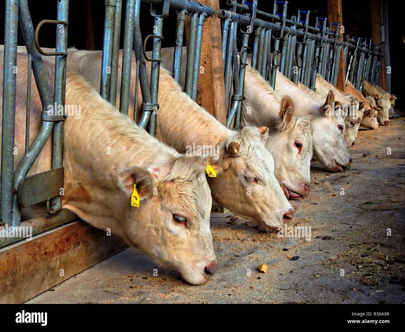 Charolais, Rasse Charolais füttern im Stall Stockfoto