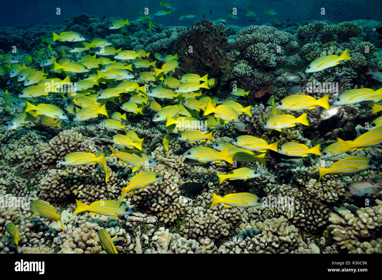 Blauer Streifen Snapper auf dem Korallenriff Stockfoto