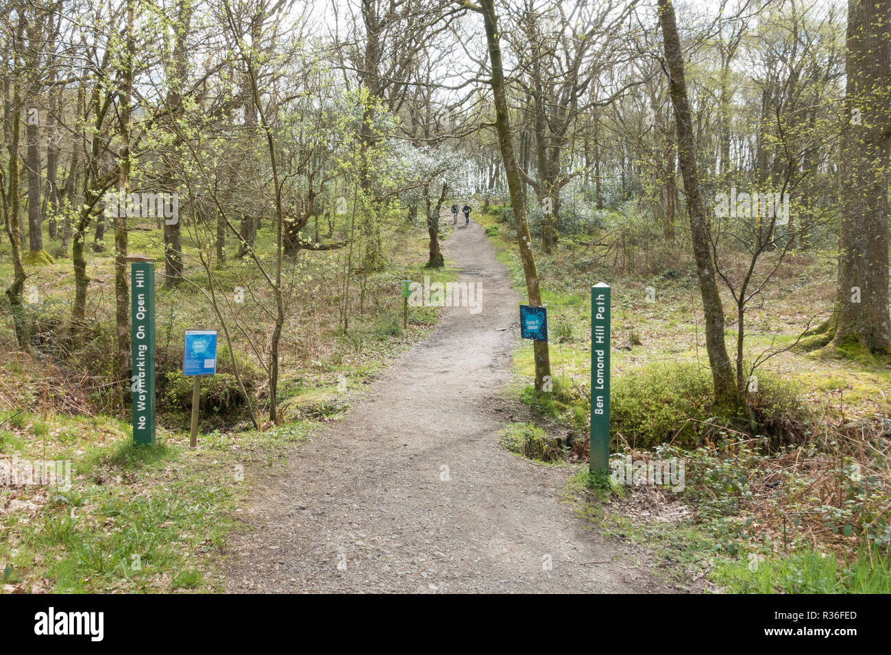 Beginn der Fußweg bis Ben Lomond, Rowardennan, Schottland, Großbritannien Stockfoto