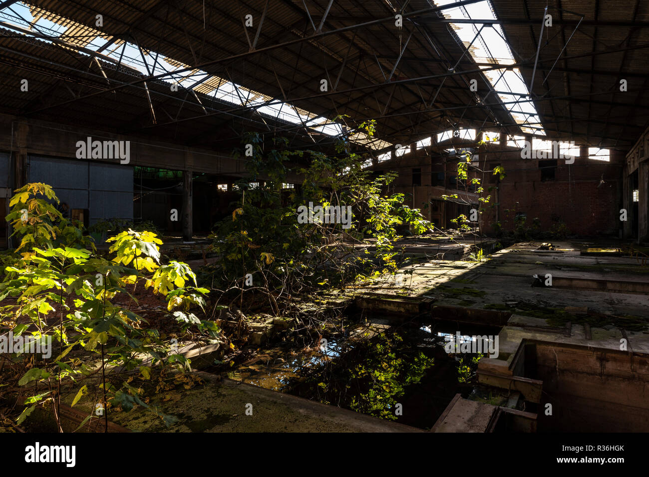 Spontane natürliche Wachstum in verlassenen Fabrik Stockfoto