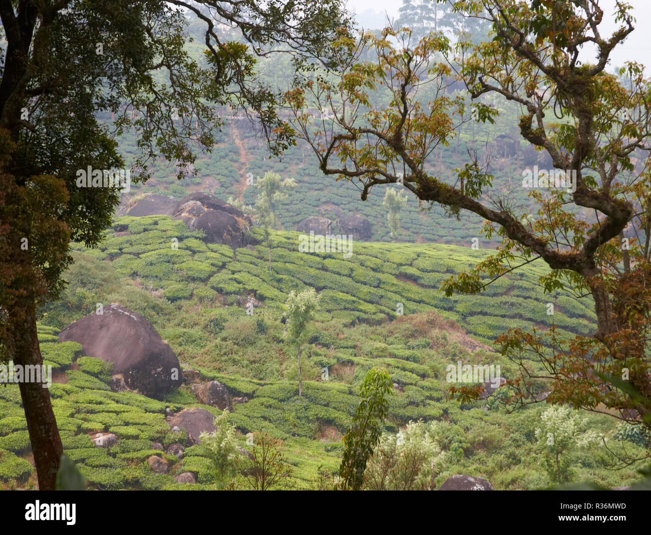 Tee Plantage in Kerala, Indien Stockfoto