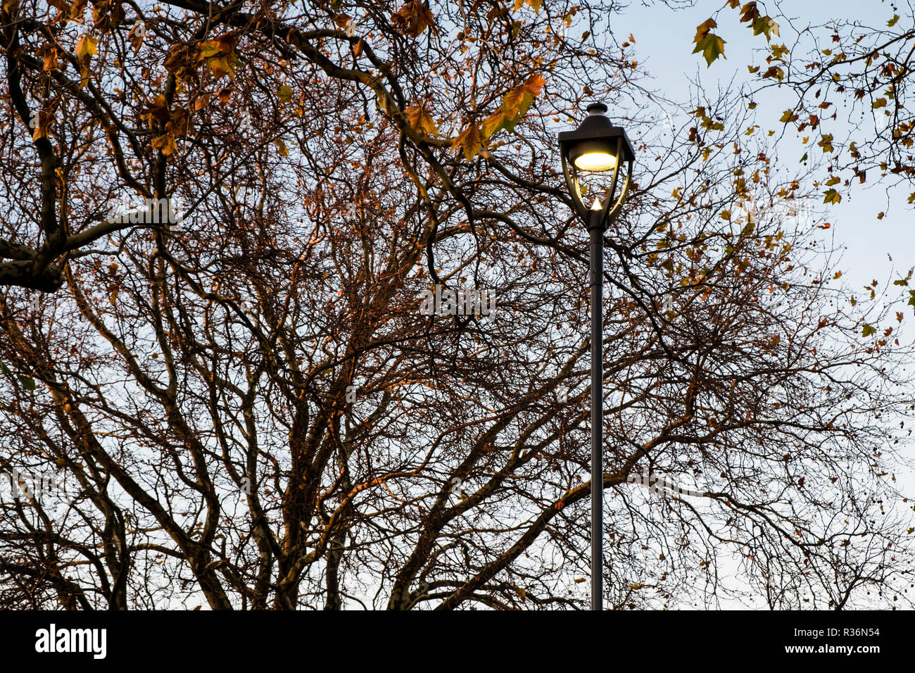 Straße Licht und ein Baum mit seiner letzten Blätter an einem Herbstabend. Nottingham, England, Großbritannien Stockfoto