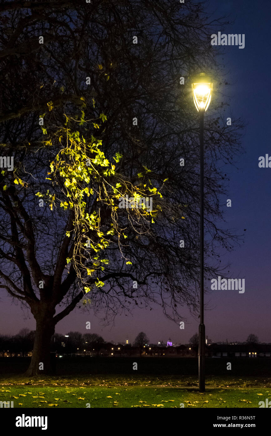 Straße bei Nacht beleuchtung des letzten Herbst auf einen Baum am Rand der City Park, Nottingham, England, UK Licht Stockfoto