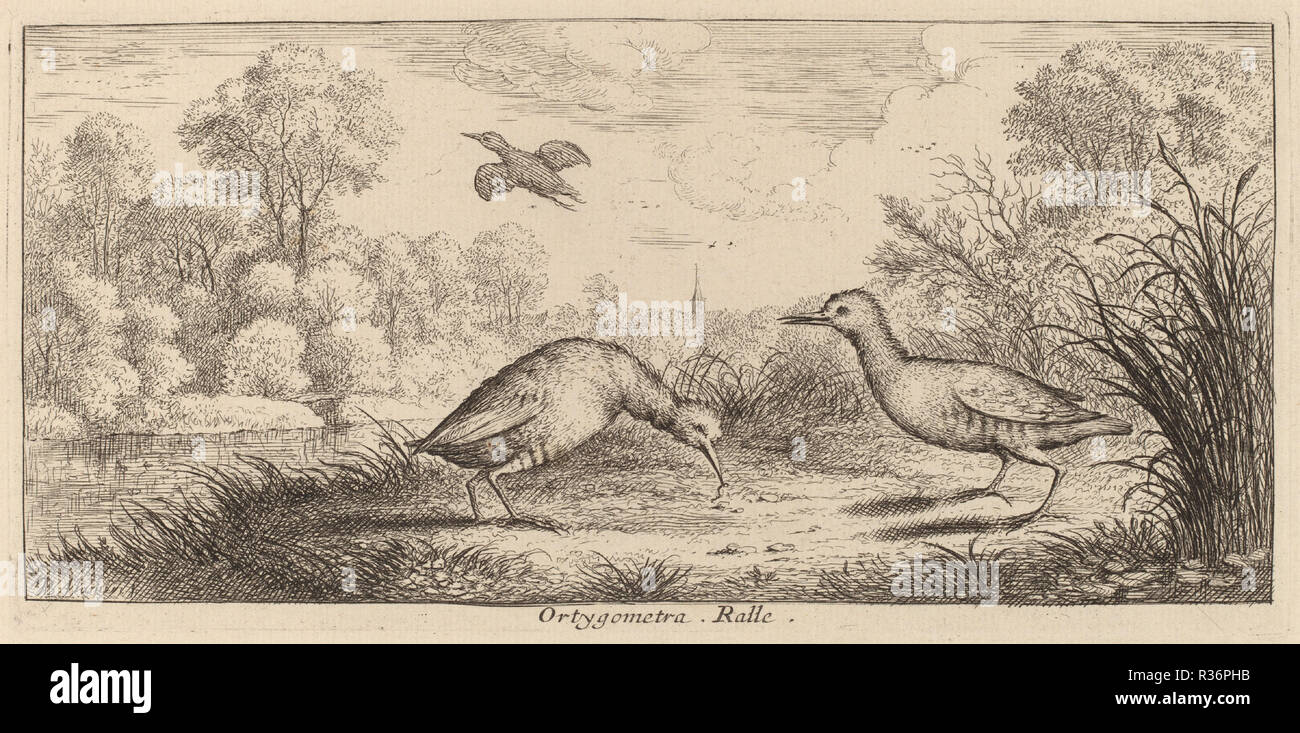 Ortygometra, die Rampe. Medium: Radierung. Museum: Nationalgalerie, Washington DC. Autor: Albert Flamen. Stockfoto