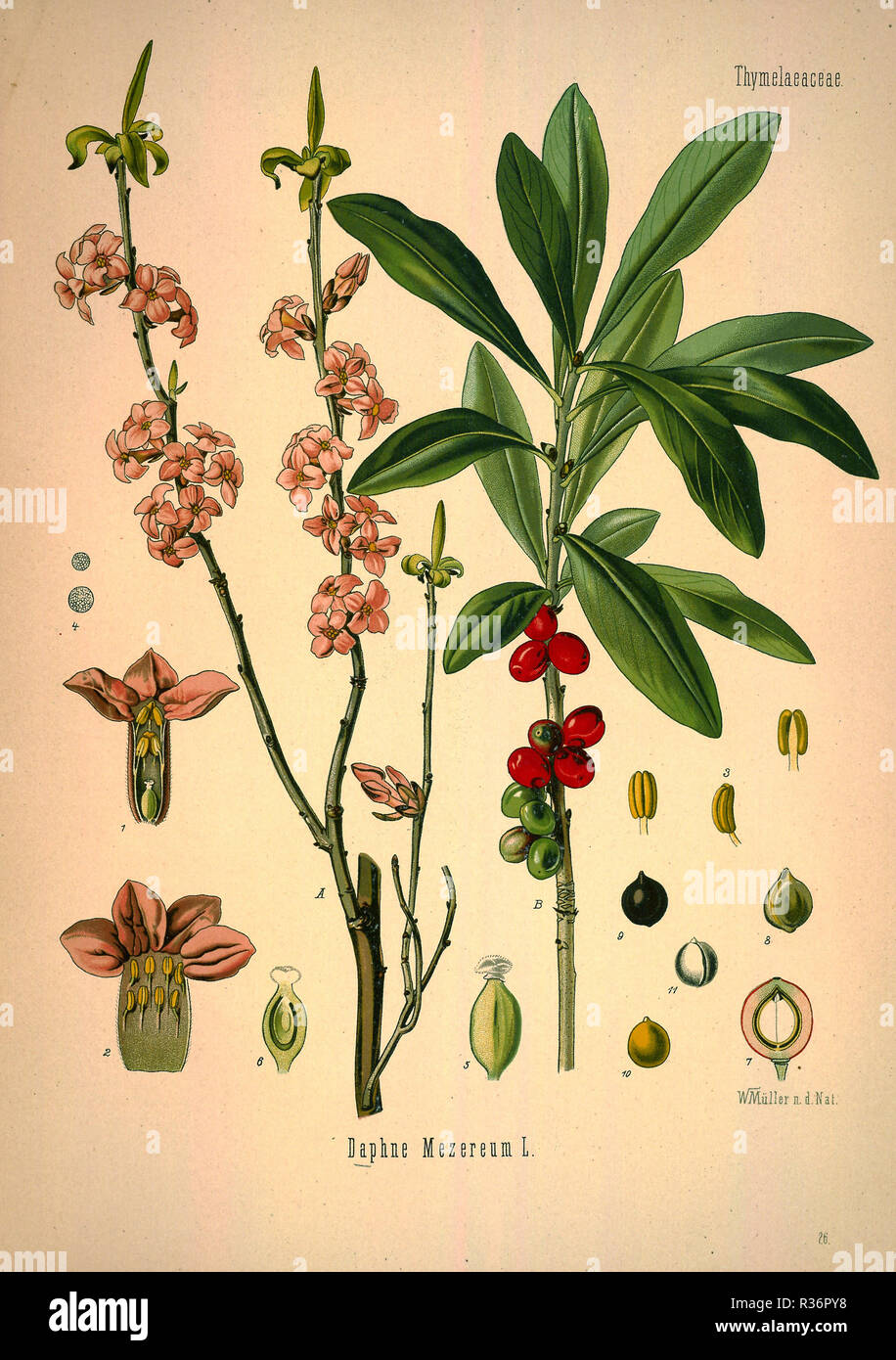 Schöne vintage Hand gezeichneten Abbildungen von Pflanzen und Blumen aus alten Buch. Kann als Poster oder dekoratives Element für den Innenausbau verwendet werden. Stockfoto