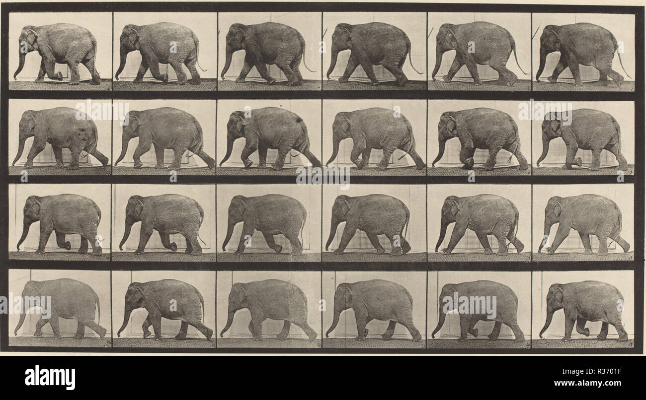 Animal Locomotion, Platte 733. Stand: 1887. Abmessungen: Bild: 20,8 x 38,1 cm (8 1/4 x 15 in.) Blatt: 48.58 x 61.28 cm (19 1/8 x 24 1/8 in.). Medium: lichtdruck. Museum: Nationalgalerie, Washington DC. Autor: Eadweard Muybridge. Stockfoto