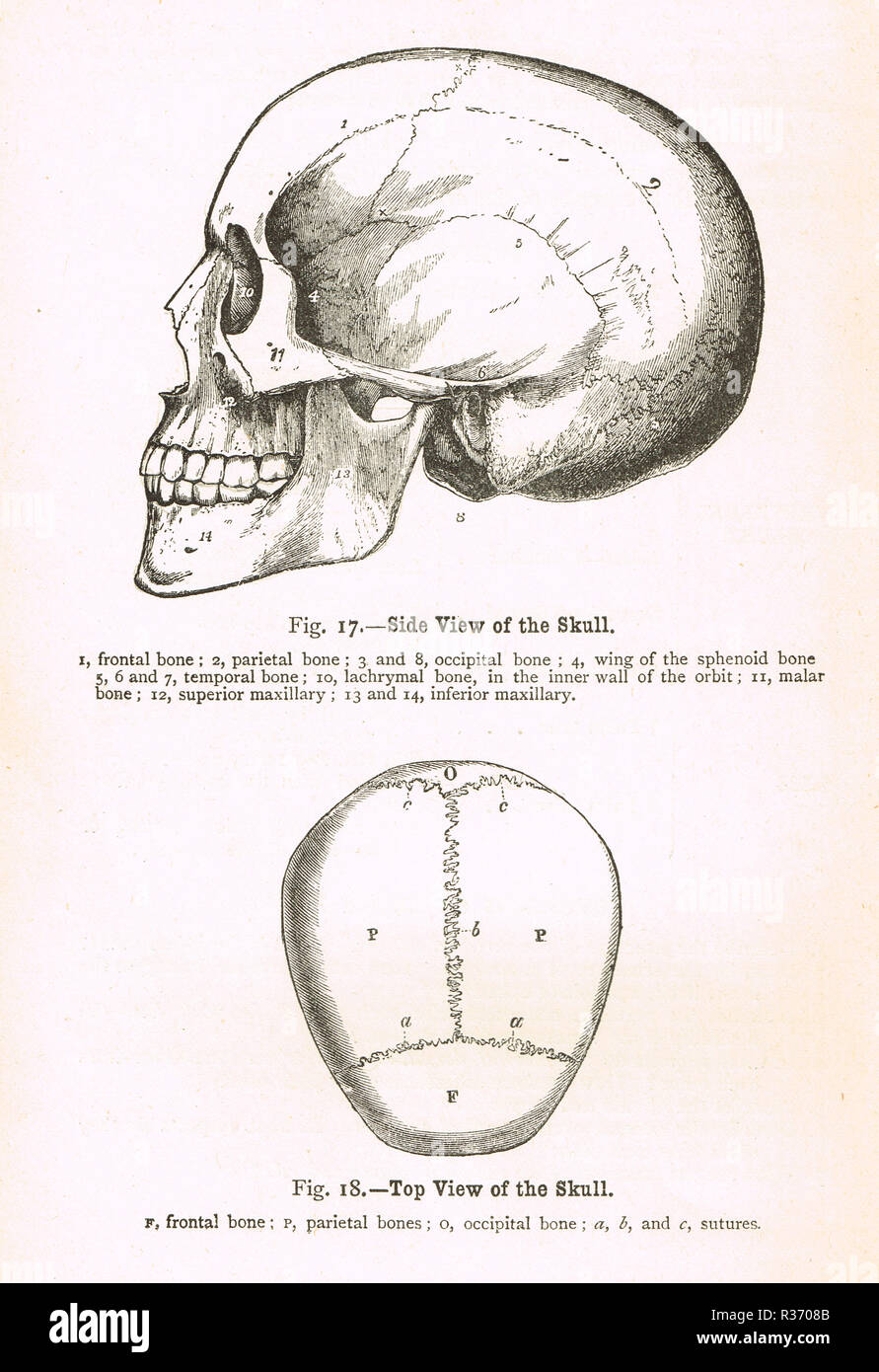 Seitenansicht und Draufsicht eines menschlichen Schädels. Abbildung aus dem 19. Jahrhundert. Stockfoto