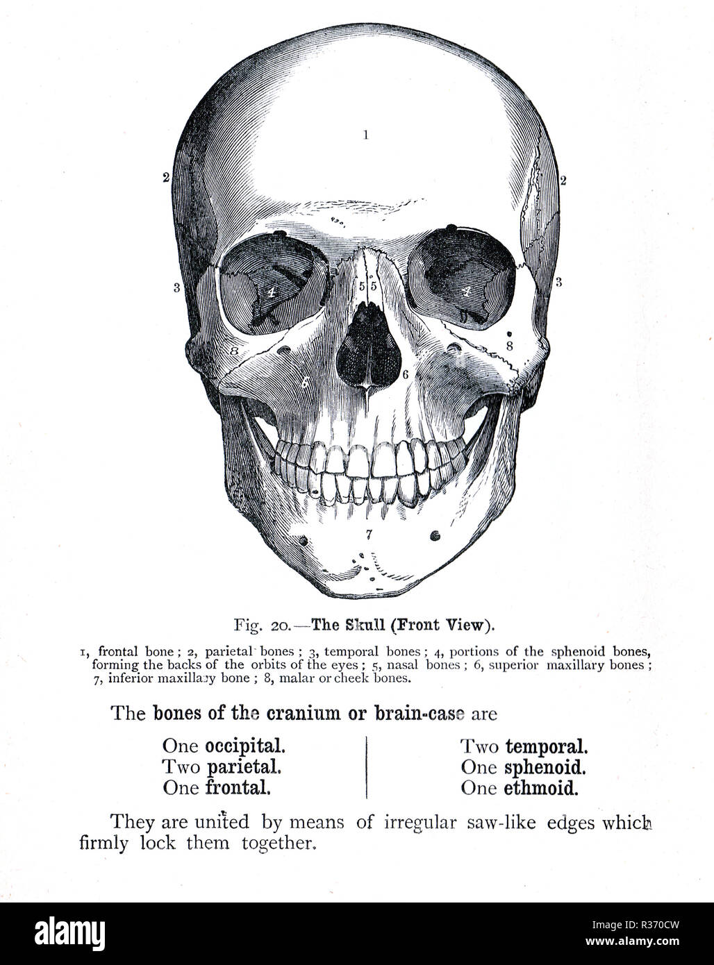 Menschlicher Schädel, Vorderansicht. Abbildung aus dem 19. Jahrhundert. Stockfoto