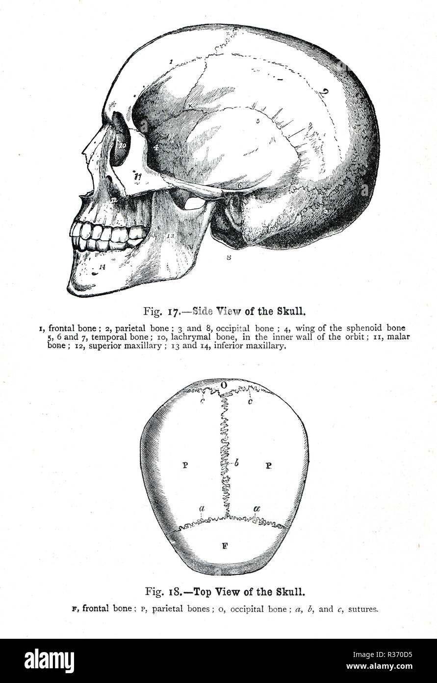 Seitenansicht und Draufsicht eines menschlichen Schädels. Abbildung aus dem 19. Jahrhundert. Stockfoto