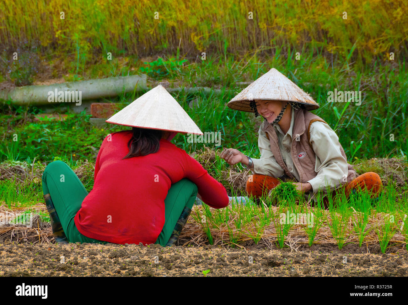 Zwei glückliche Vietnamesische Frauen in Coolie Hats das Einpflanzen von Pflanzgut in Ihrer Landschaft Market Garden im Küstengebiet von Nord Vietnam, Südostasien Stockfoto