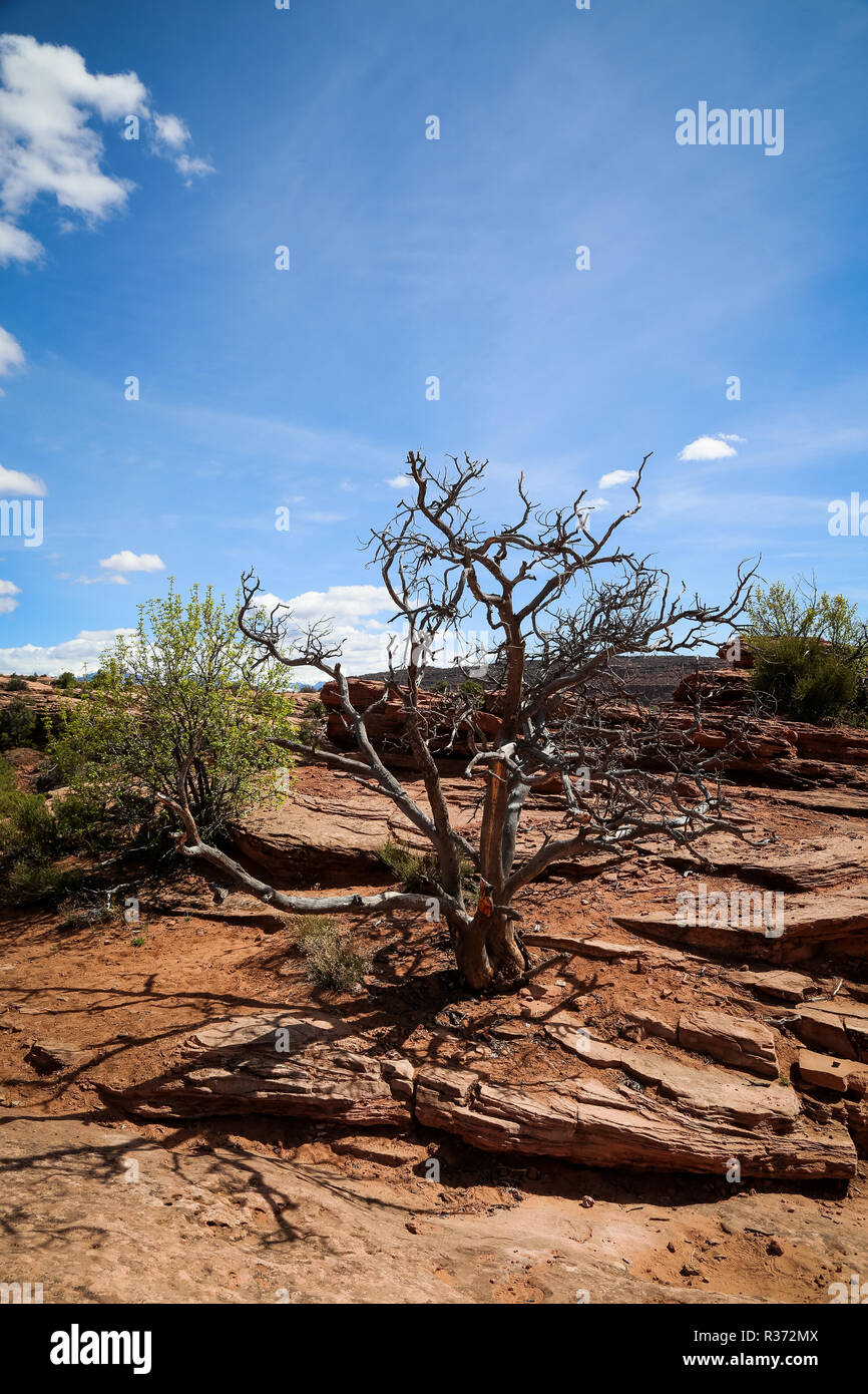 Toter Baum in der Wüste im Arches Nationalpark in der Wüste von Utah Stockfoto