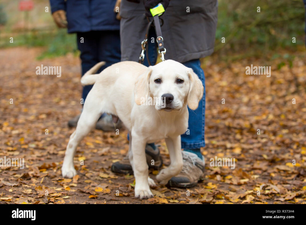 Landschaft geschossen von einem Hund Welpe in der Ausbildung bei seinem Spaziergang in UK Country Park. Puppy Walker auf freiwilligen Gehorsam Ausbildung im Herbst. Stockfoto