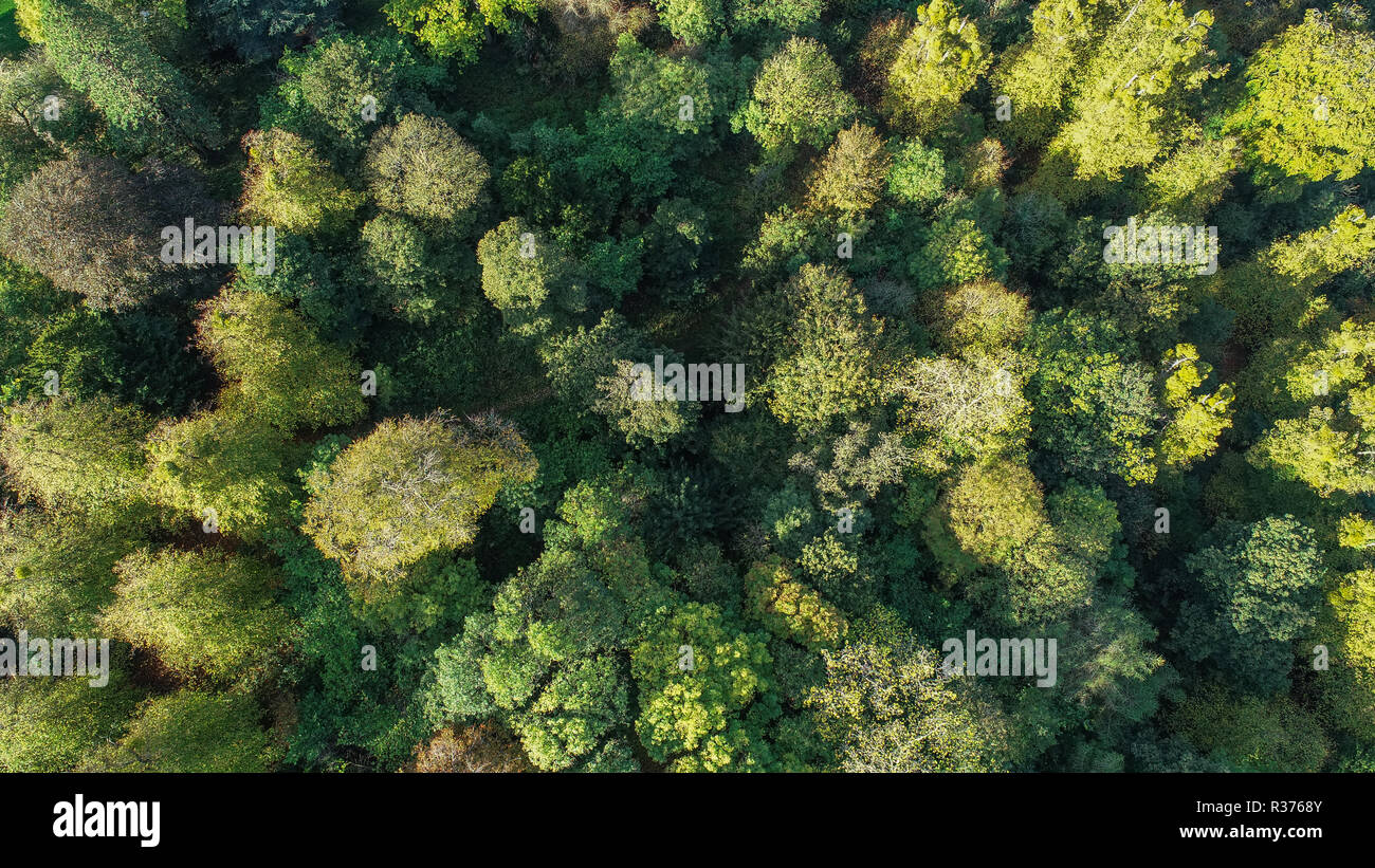 Drone Schuß von grünen Bäumen in einem Wald, Bristol, Großbritannien Stockfoto