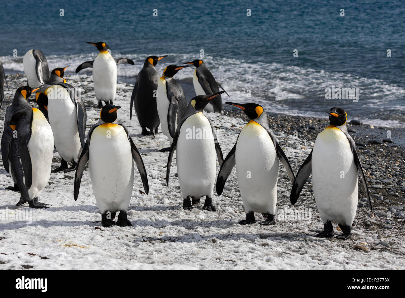 König Pinguine watscheln auf dem Meer am Strand auf Salisbury Plain auf South Georgia in der Antarktis Stockfoto